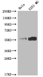 NUF2 Recombinant Monoclonal Antibody - image 1