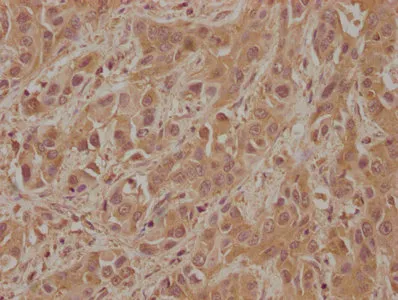 FGFR2 Antibody - image 1
