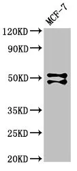 RUNX1 Antibody - image 1