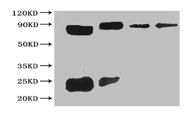 Sumo tag Monoclonal Antibody - image 1