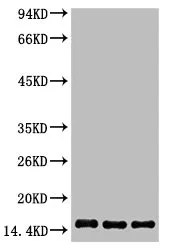 Histone H3 Monoclonal Antibody - image 1