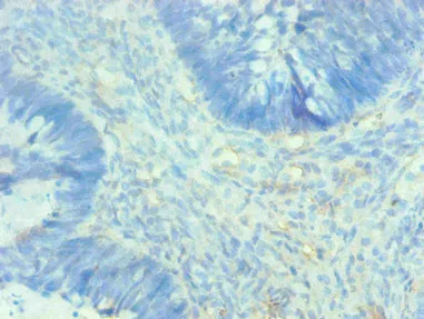 AHSG Monoclonal Antibody - image 2
