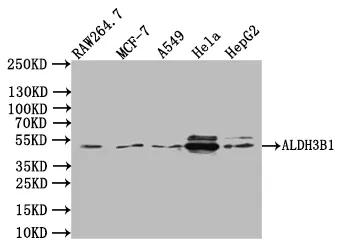 ALDH3B1 Antibody - image 1