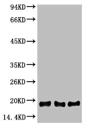 Histone H3 Monoclonal Antibody - image 1