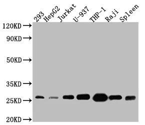 BCL2 Recombinant Monoclonal Antibody - image 1