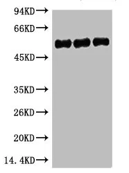 TUBB3 Monoclonal Antibody - image 1