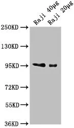 CD19 Monoclonal Antibody - image 1