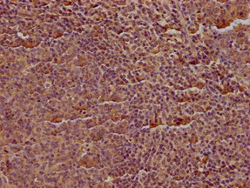 CD19 Monoclonal Antibody - image 2