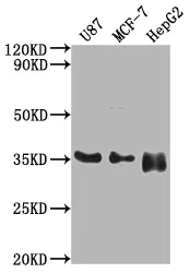 HMGCL Antibody - image 1