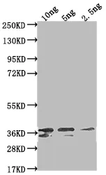 Non-structural polyprotein Antibody - image 1