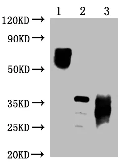 PD-1 Monoclonal Antibody - image 1