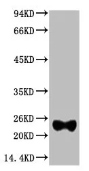 IgG (Light Chain Specific) Monoclonal Antibody - image 1