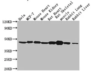 ACTB Monoclonal Antibody - image 1