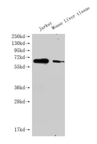 GPC3 Monoclonal Antibody - image 1