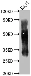 CD63 Monoclonal Antibody - image 2