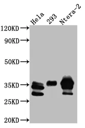 CASP3 Recombinant Monoclonal Antibody - image 1