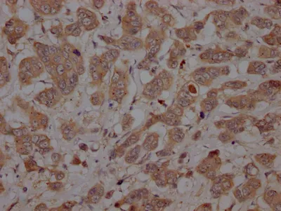 CASP3 Recombinant Monoclonal Antibody - image 2