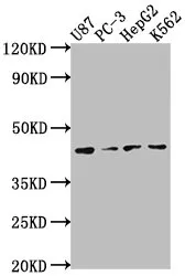 OPCML Antibody - image 1