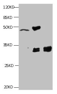 KRT19 Monoclonal Antibody - image 1