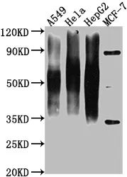 CD63 Monoclonal Antibody - image 1
