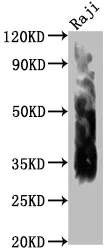 CD63 Monoclonal Antibody - image 2