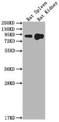 Ace2 Antibody - image 1