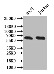 CD19 Recombinant Monoclonal Antibody - image 1
