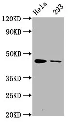 Phospho-CREB1 (S133) Recombinant Monoclonal Antibody - image 1
