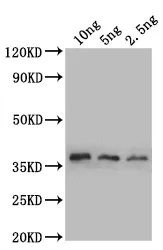 sod1 Antibody - image 1