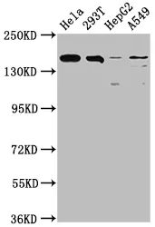 BRD4 Recombinant Monoclonal Antibody - image 1