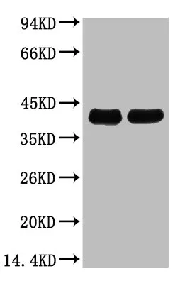 Plant actin Monoclonal Antibody - image 1