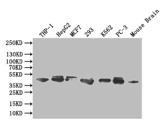 MAPK1/MAPK3 Recombinant Monoclonal Antibody - image 1