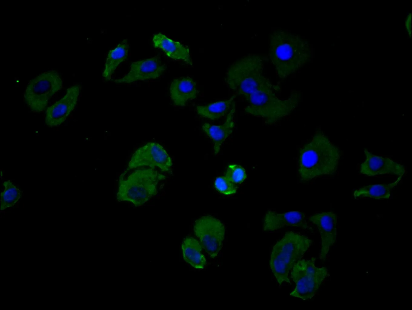 CD19 Recombinant Monoclonal Antibody - image 1