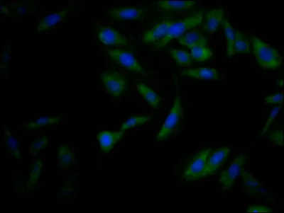 NFE2L2 Recombinant Monoclonal Antibody - image 1