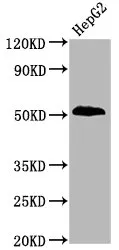 Phospho-PTEN (S380) Recombinant Monoclonal Antibody - image 1
