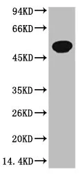 TUBB3 Monoclonal Antibody - image 1