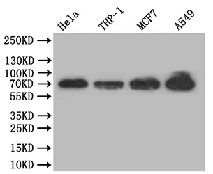 RELA Recombinant Monoclonal Antibody - image 1