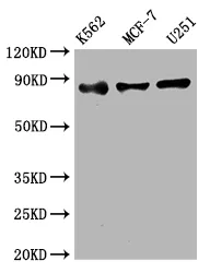 IKBKB Recombinant Monoclonal Antibody - image 1