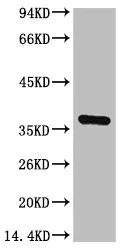 GAPDH Monoclonal Antibody - image 1