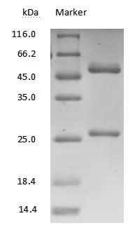 MMAE&MMAF Monoclonal Antibody - image 1