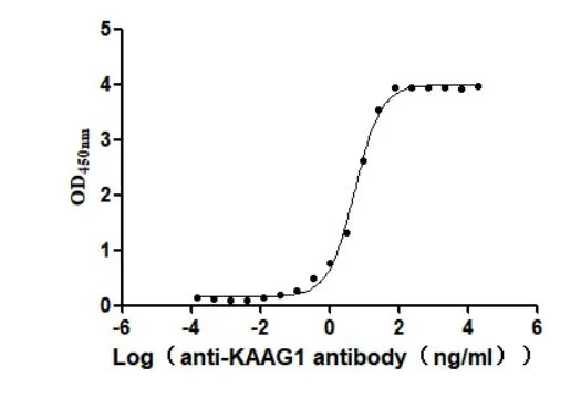 Recombinant Human Kidney-associated antigen 1 (KAAG1) (Active) - image 1