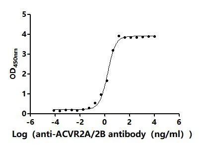 Recombinant Mouse Activin receptor type-2A (Acvr2a) , partial (Active) - image 1