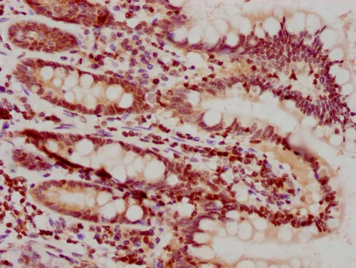HIST1H1C (Ab-25) Antibody - image 1