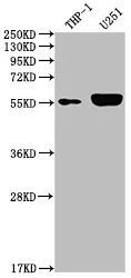IRAK4 Recombinant Monoclonal Antibody - image 1