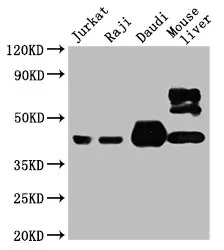 CD48 Monoclonal Antibody - image 1