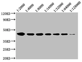 CD48 Monoclonal Antibody - image 2