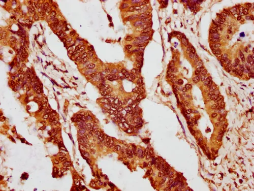 HIST1H2BC (Ab-15) Antibody - image 1