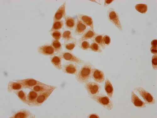 Formyl-HIST1H2BC (K5) Antibody - image 1