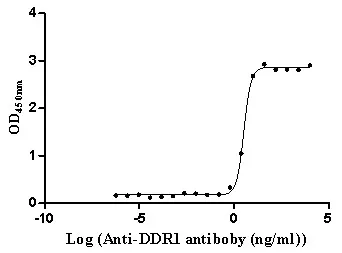 Recombinant Human Epithelial discoidin domain-containing receptor 1 (DDR1) , partial (Active) - image 1