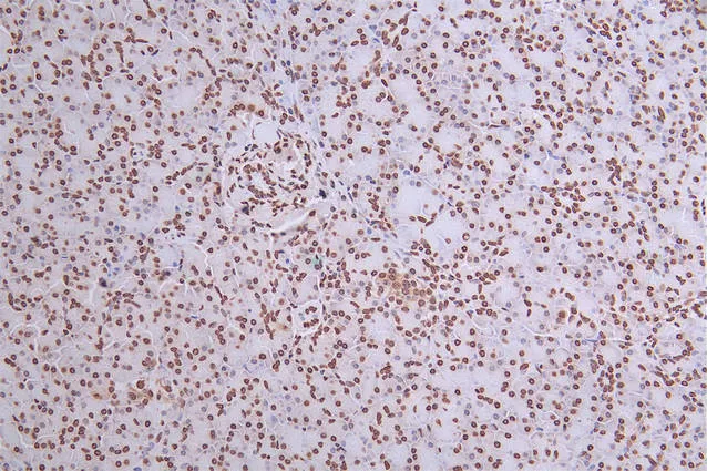 H2AFX Recombinant Monoclonal Antibody - image 1